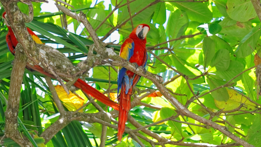 11 - Corcovado NP (22).jpg